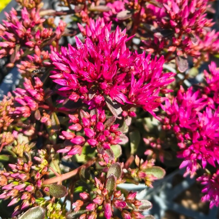 Sedum ‘Deep Rose’ – suchomilný rozchodník s tmavoružovými kvetmi
