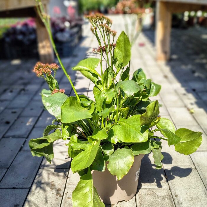 Limonium latifolium – jemná suchomilná trvalka na rez a sušenie