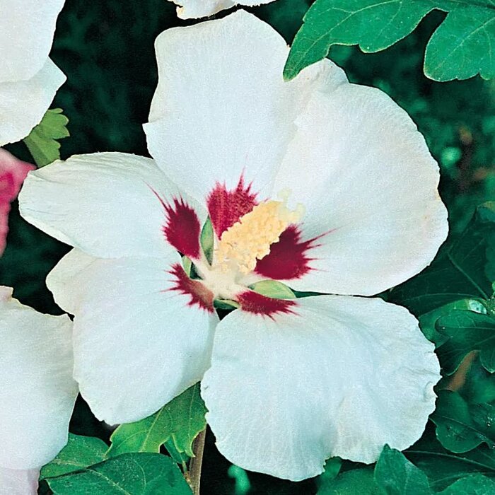 Hibiscus syriacus ‘Red Heart’ – ibištek sýrsky s bielymi kvetmi a červeným srdcom