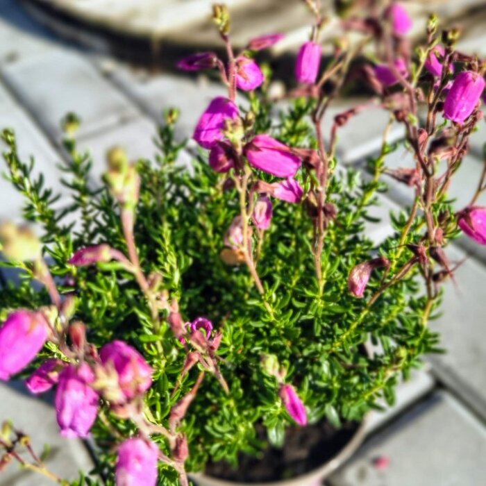 Daboecia cantabrica – írsky vres s letným kvitnutím