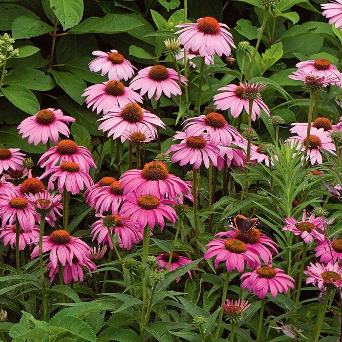Echinacea purpurea ´Magnus´