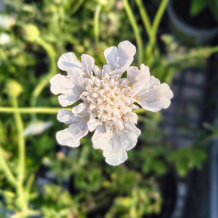 Scabiosa columbaria ‘Kudo White’ – biela dlho kvitnúca trvalka