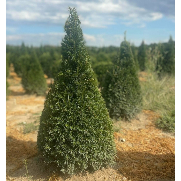 Tis oby?ajný - Taxus baccata - tvar gu?a 30/40cm - kore?ový bal