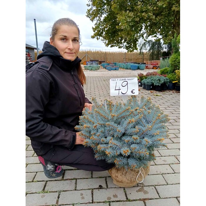 Picea pungens ‘Glauca Globosa’ – zakrslý modrý smrek (koreňový bal)