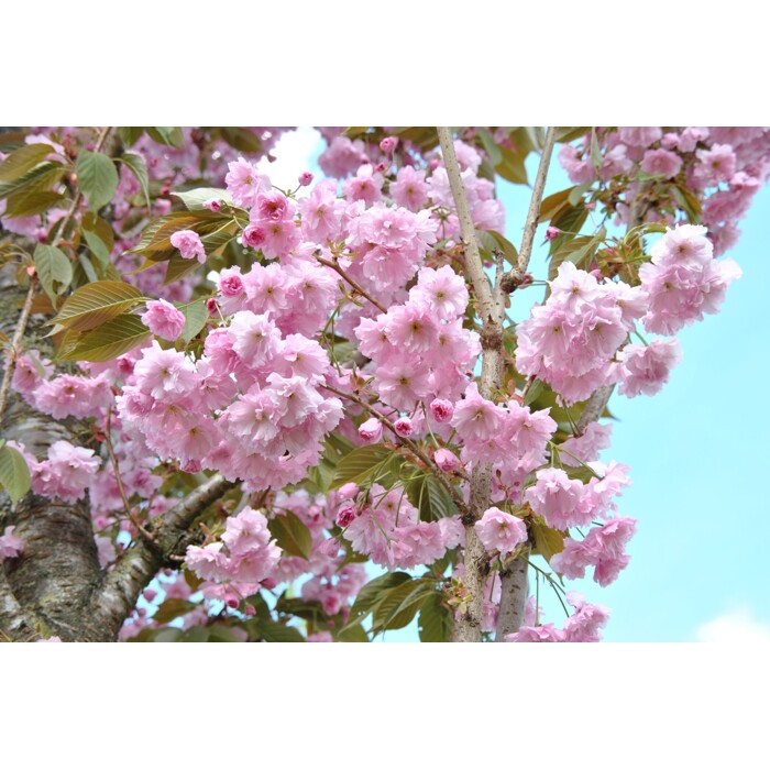 Prunus serrulata ´Kanzan´ – čerešňa pílkatá | Japonská sakura na vysokom kmeni