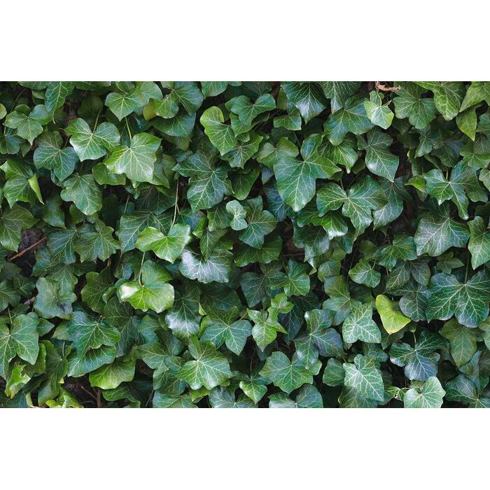 Brečtan popínavý | Hedera helix | Popínavá rastlina | Zelená stena | Tieň