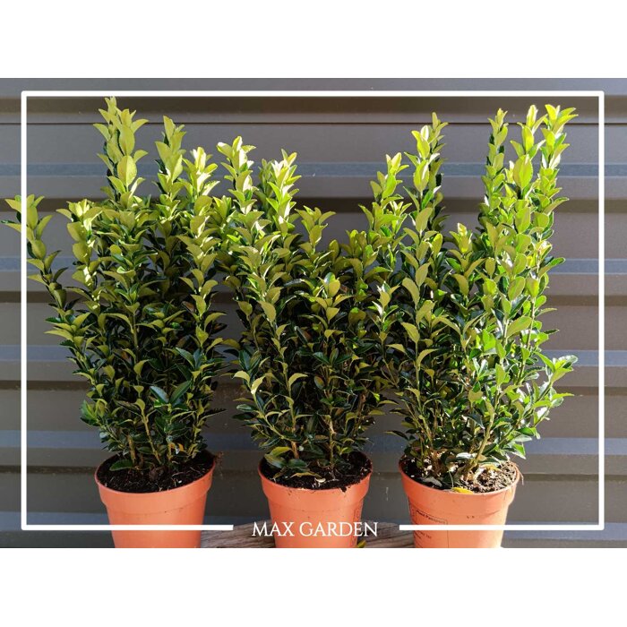 Euonymus japonicus 'Green Spire' – Úzky vždyzelený stĺp pre modernú záhradu