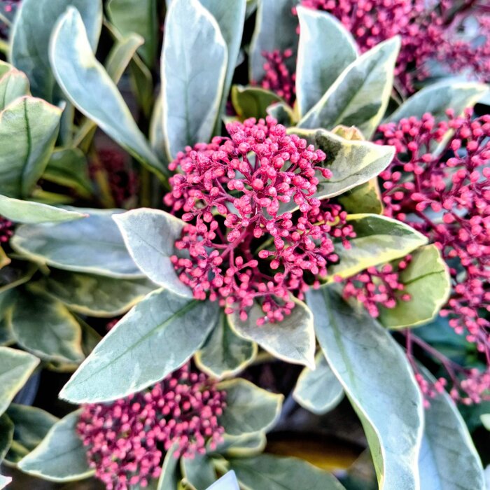 Skimmia 'Perosa' – Predaj, vždyzelený ker, červené puky, kvitnutie zima, ker do tieňa
