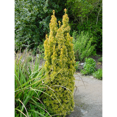 Tis oby?ajný - Taxus baccata David - 30/40cm