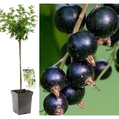 Ríbezľa x Egreš stromčekový - Ribes x nidigrolar...