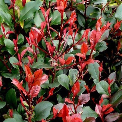 ?ervienka, Fotínia - Photinia fraseri ´Little Red Robin´- 20/30cm