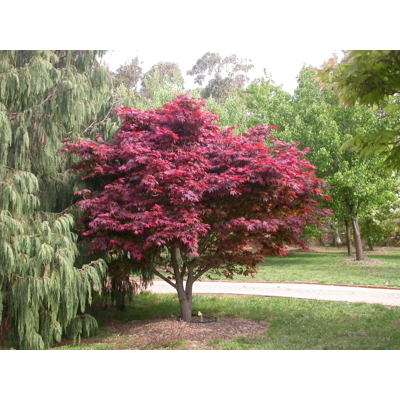 Javor dlaňolistý - Acer palmatum ´Atropurpureum´ Co15L 30/40