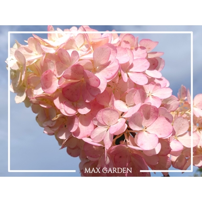 Hortenzia metlinatá - Hydrangea paniculata 'Vanille Fraise'- 25/30cm