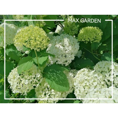 Hortenzia strom?ekovitá - Hydrangea arborescens 'Annabelle' - 20/30cm