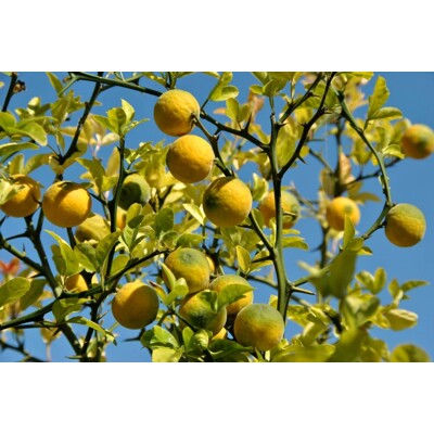 Poncirus trifoliata – Predaj, mrazuvzdorný citrónovník, jedlý, voňavé kvety