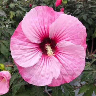 Ibištek bahenný – veľkokvetý mrazuvzdorný ibištek