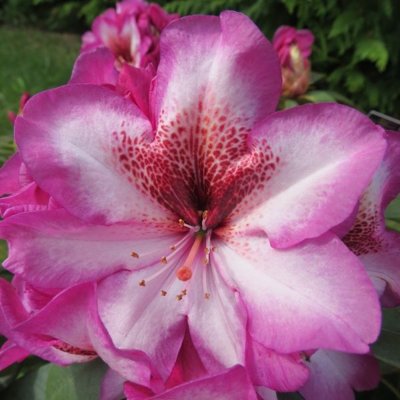 Rododendrón - Rhododendron 'Midnight Mystique' 3...