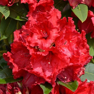 Rododendrón - Rhododendron 'Red Jack'  Veľkosť: ...