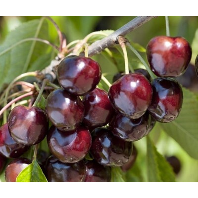 Čerešňa skorá ´Burlat´ – Obľúbená tmavá srdcovka bez červivosti