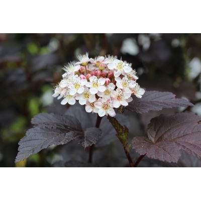 Tavo?a kalinolistá  - Physocarpus opulifolius ´Diabolo´ - 60/70cm