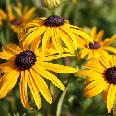 Rudbekia žiarivá  - Rudbeckia fulgida