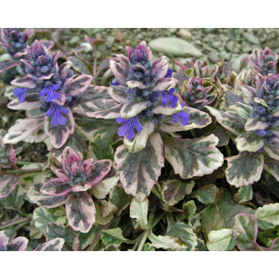 AJUGA reptans 'Burgundy Glow'