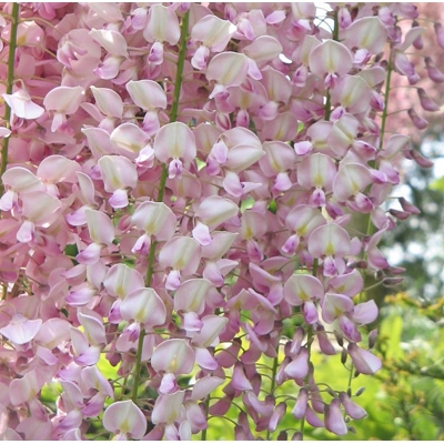 Vistéria čínska - Wisteria sinensis Rosea Co2L 60/80