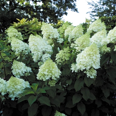 Hortenzia metlinatá - Hydrangea Paniculata Silver Dollar'  P17 30/40