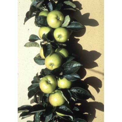 Jabloň - Malus domestica 'Bolero' - jesenná (stĺpová)