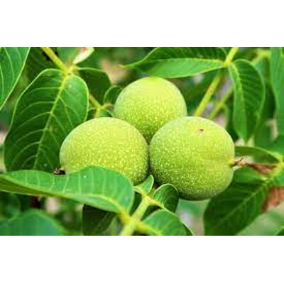 Juglans regia ´Alsószentiványi´ – orech vlašský | Veľkoplodá odroda s bohatou úrodou