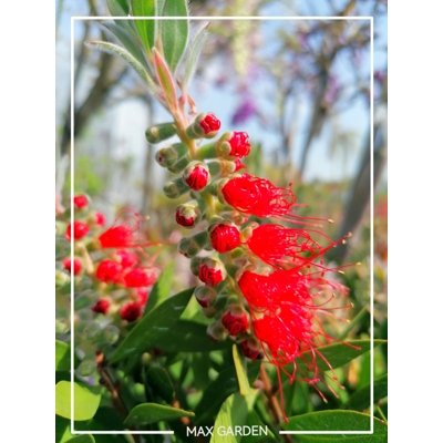 Tyčinkovec, krásnokvet - Callistemon Laevis  Co2L 30/40