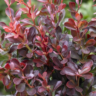  Dráč Thunbergov - Berberis thunbergii ´Atropurpurea ´ Co3L 40/60