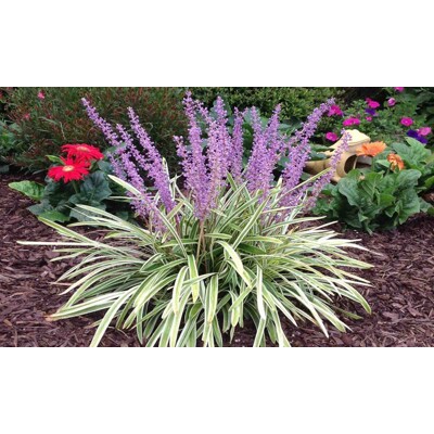 Liriope modrancovité ´Variegata´ – Panašovaná trvalka so žltým lemom