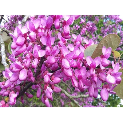Judášovec obyčajný - Cercis siliquastrum Co9L