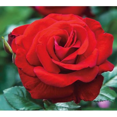 Ruža záhonová - Rosa floribunda - červená Co3L...