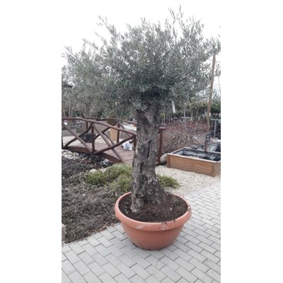 Olivovník európsky - Olea europaea Co90L OLD STA...