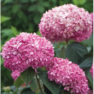 Hortenzia stromčekovitá - Hydrangea arborescens 'Pink Annabelle' Co3L 25/30