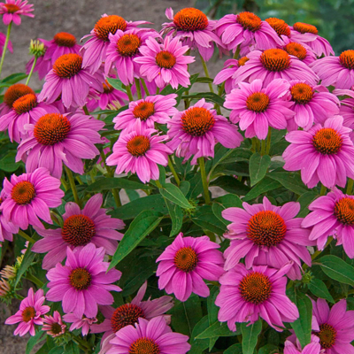 Echinacea ´PowWow Wild Berry´ P15