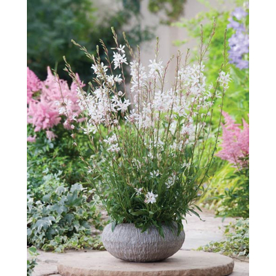 Gaura lindheimeri ´Elurra´