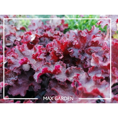 Heuchera americana ’Melting Fire´