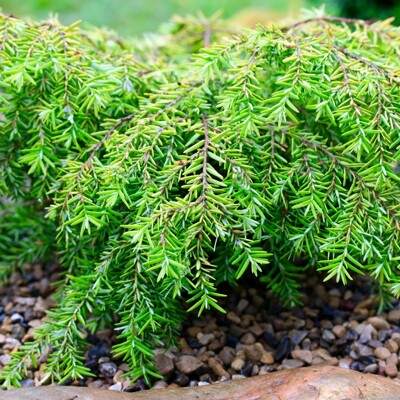 Jedlovec kanadský  - Tsuga canadensis 'Jeddeloh' Co5L 15/20