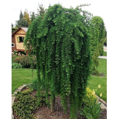 Smrekovec japonský - Larix kaempferi ´Stiff Weeper´ Co25L  1/2 kmeň