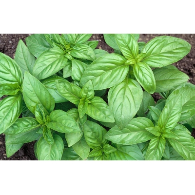 Bazalka - Ocimum Basilicum