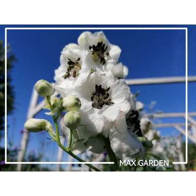 Stračonôžka - Delphinium 'Galahad' K9