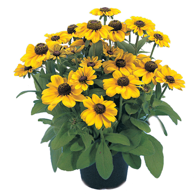 Rudbekia žiarivá  - Rudbeckia ´Toto Gold´ P14