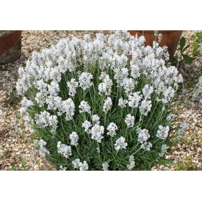 Levandu?a úzkolistá  - Lavandula angustifolia 'Ellegance Ice White'
