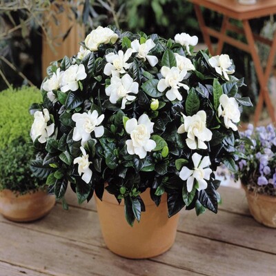 Gardenia jasminoides – Kráľovná vône a luxusného lesku