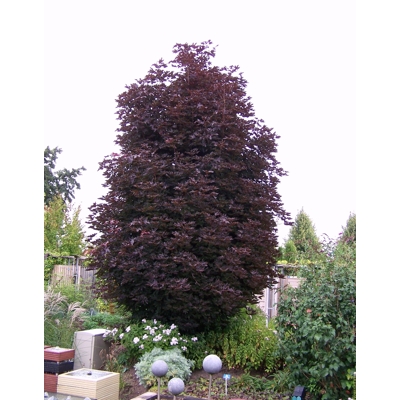 Javor mlie?ny - Acer platanoides ´Crimson Sentry´ - na 200cm kmeni, 10/12