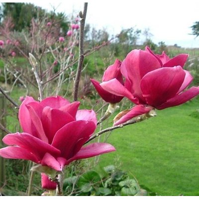 Magnolia 'Red as Red'  Co15L  150/200