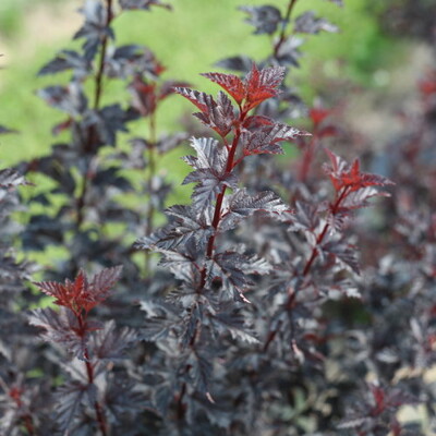 Tavoľa kalinolistá  - Physocarpus opulifolius ´Summer Wine´
